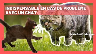 Indispensable pour un problème avec un chat : les phéromones