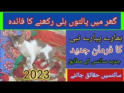 cat ke fayde Latif Pro Tv بلی گھر میں پالنے کے فائدے اور اور پیارے نبی صلی اللہ علیہ وسلم کا فرمان
