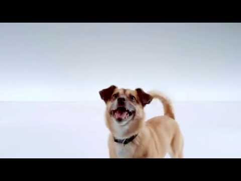 The Shelter Pet Project: :30 TV PSA Arnie