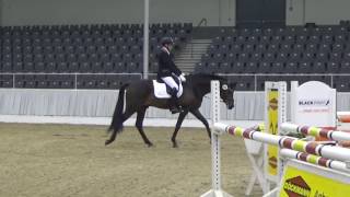 Romeo (Stallion by Romanov - Wolkentanz) Körung in Verden am 24.01.2017