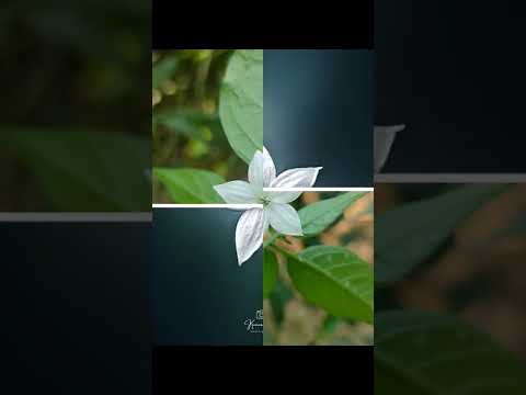 Trending Instagram reels idea 🔥 flower photography 🌼