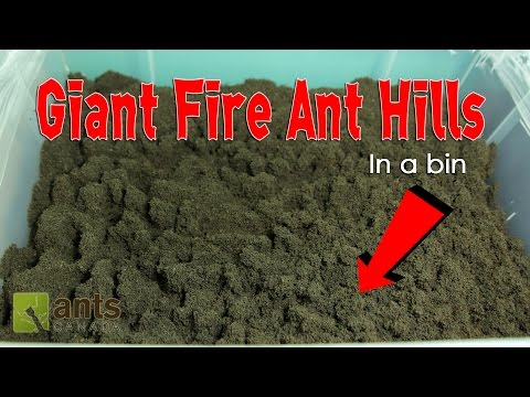 Fire Ants Build Giant Ant Hills in a Bin