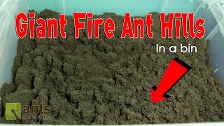 WOW! FIRE ANTS BUILD GIANT ANT HILLS in a BIN!
