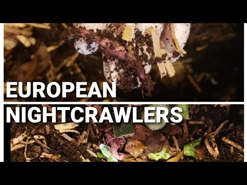 What Is Crawling On My European Nightcrawler Worm Bin? | ENCs Fed After 9 Days | Vermicomposting