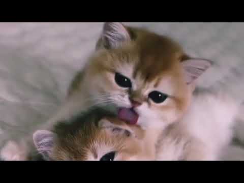 Cat in enjoy 🐈🐈😽@vaishnavi 1631#video