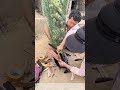 Clipping the Flight: How Trimming Feathers Keeps Backyard Peacocks Safe and Grounded
