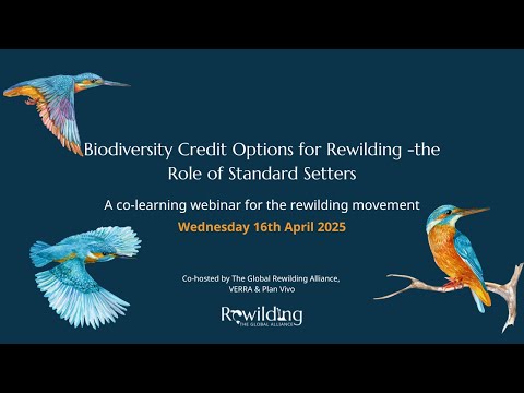 Exploring Biodiversity Credits for Rewilding - Role of Standard Setters