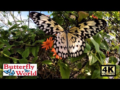 image-How much does it cost to get into butterfly world?