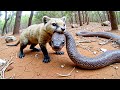 How Does This Tiny Mongoose Kill King Cobras
