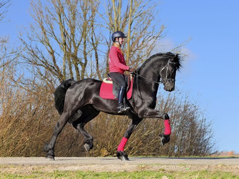 Stal Okkema's Hartger - Gerben x Beart - Stallion - 2018 - 1.70m