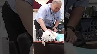 公立では珍しい学校犬「ドルチェ」、生徒に寄り添う　千葉・浦安の中学校