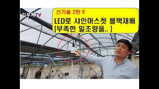 샤인머스켓  블랙사파이어 LED등 으로 부족한 일조량 대체 테스트
