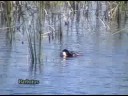 Somormujo lavanco (Podiceps cristatus )  Great crested