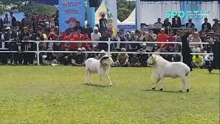 Download lagu SEJARAH TRADISI SENI KETANGKASAN DOMBA GARUT mp3