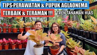 Download lagu Tips perawatan & pupuk aglaonema terbaik juga teraman ala Tren Tanaman Hias mp3