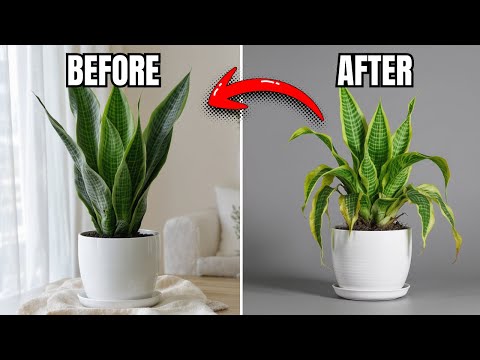 🌿 11 Snake Plant Hacks That Will Make Your Plant Thrive Like Never Before