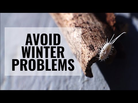, title : 'Orchid Problems to Avoid During the Wintertime || ORCHID CARE'