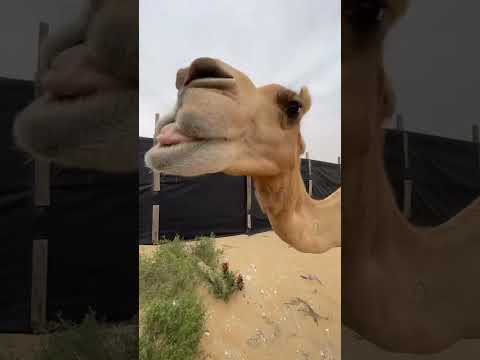 Deve 😂 #animals #animal camel #camel