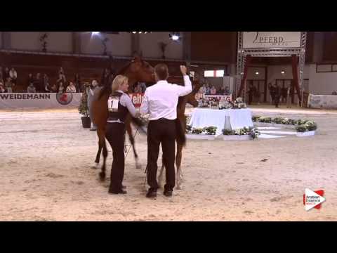 N.1 DA KAHEEL AL KANZ - Wels 2015 - Colts and Filly Foals (Class 1)