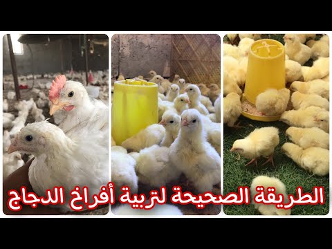 , title : 'أساسيات نجاح تربية افراخ الدجاج 🐥'