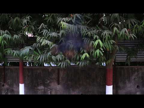 Disintegration effect ( After effects)