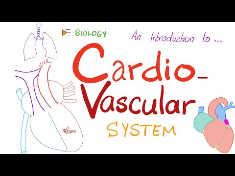 The Cardiovascular System (CVS) ❤️ 🩸 - A Simple Introduction - Biology, Anatomy, Physiology