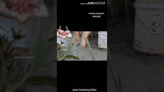 Download lagu Dilihat dosa.. ndak di lihat barang bagus #galanggangminang mp3 Download lagu Dilihat dosa.. ndak di lihat barang bagus #galanggangminang mp3