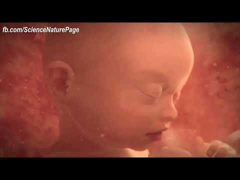 A short video: From Conception to Birth