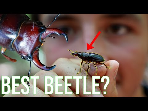The Stag Beetle: Everything You Need To Know!