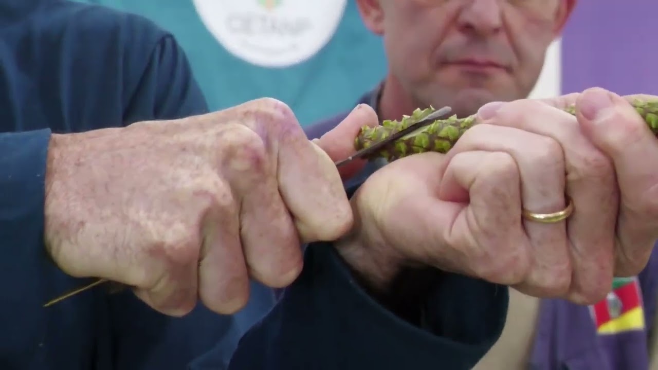 Como é feita a enxertia de araucária para a produção de pinhão e madeira - Rio Grande Rural