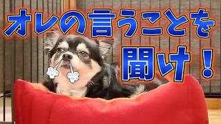 犬、最近わがまま傾向なり。#犬との暮らし #chihuahua #dog  ＃しつけ#チワワ