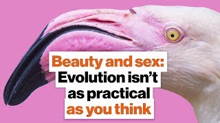 Beauty and sex: Evolution isn’t as practical as you think | Richard Prum