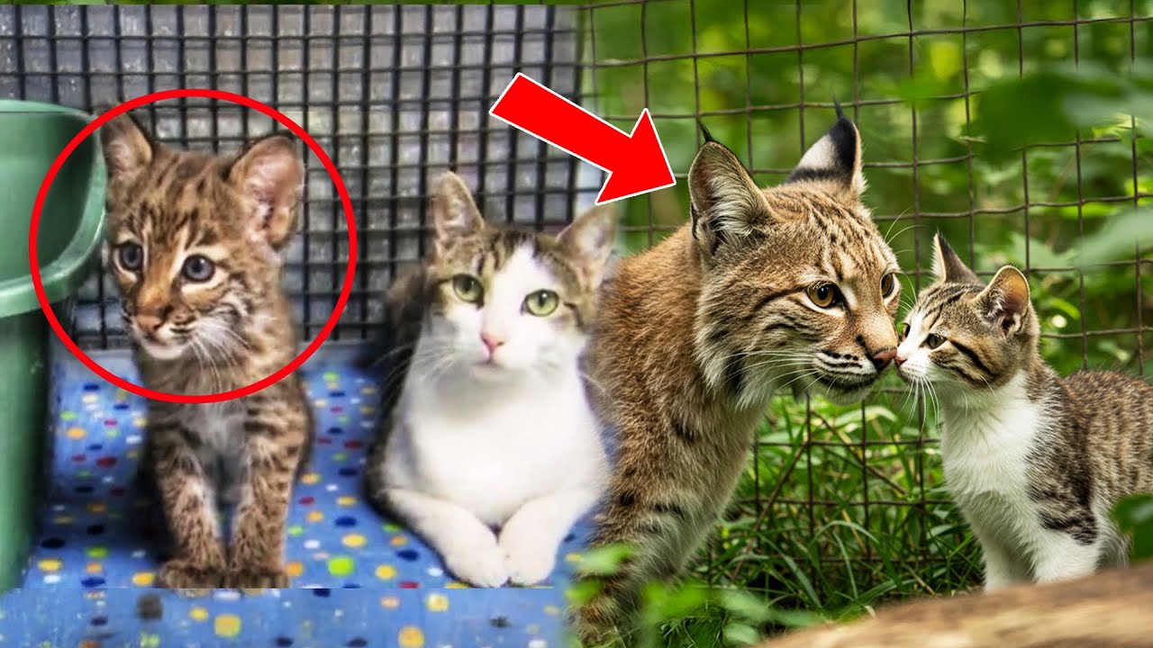 Baby Bobcat Was Left Alone - Then The Stray Mother Cat Adopt Him And Raised Him With Her Kittens