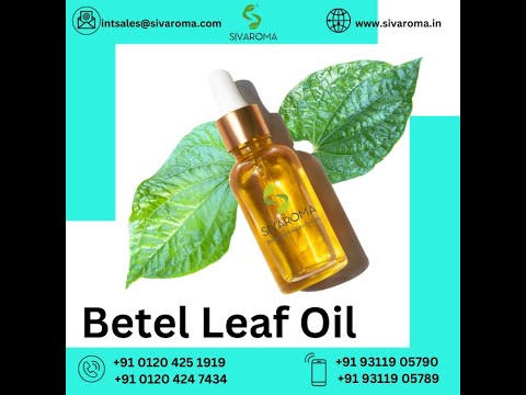 Betel Leaf Spice Oil