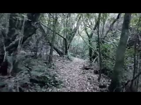 Hinau walk 4 april 2021