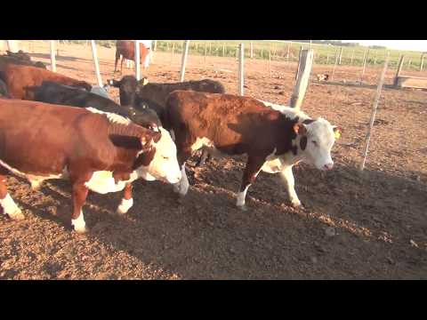 12° Remate Online – 65 Terneros y Terneras de 180 Kgs.