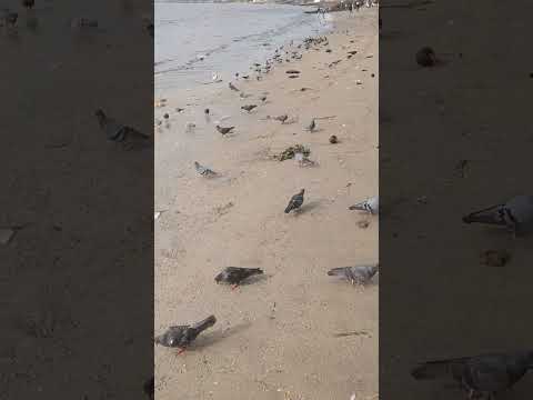 Dadar chaupatty Mumbai Maharashtra #viral #viralvidio#love #love #dadar #travel #song #live