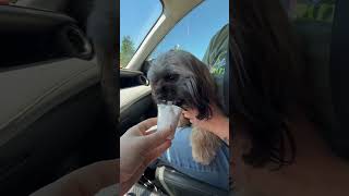 Video preview image #1 Shih Tzu Puppy For Sale in Arlington, VA, USA