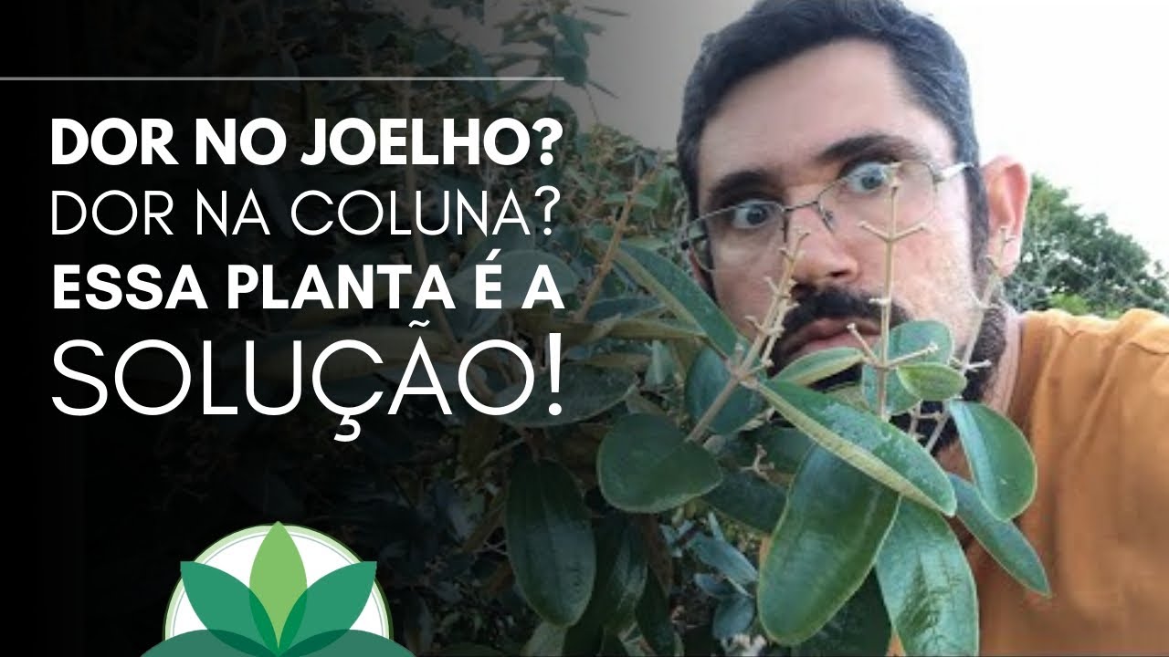 Dor no joelho? Dor na coluna? Essa planta é a solução!