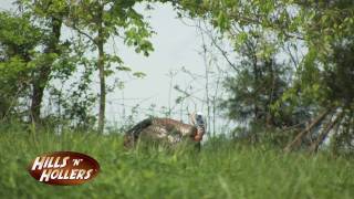 preview picture of video 'Hills 'n' Hollers Turkey Hunt with Big Al Again!'