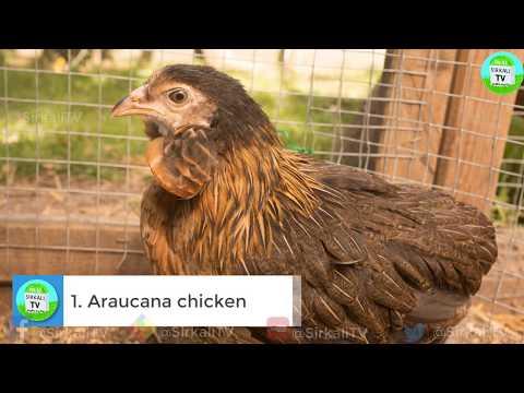 , title : '10 அறிய வகை கோழி இனங்கள் | Top 10 Most Strange Chicken Breeds'