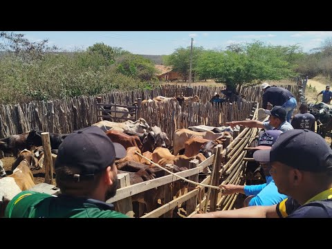 CONHEÇO A FEIRA DE GADO NO SÍTIO GAVIÃO DOS PEQUENOS ZONA RURAL DE JURU. 