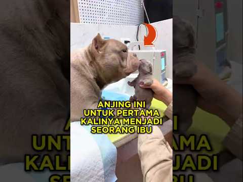 Anjing Ini Untuk Pertama Kalinya Menjadi Ibu 🐶🐾 #short #anjing