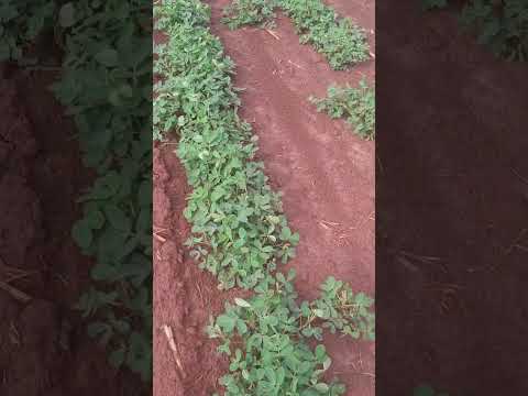 Lavoura Amendoim 2025 Viradouro SP #johndeere #agro #amendoim #plantio #saopaulo #solo #agriculture