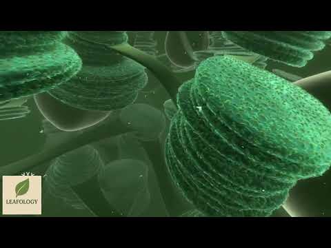 Travel Deep Inside a Leaf 🍃 | Hidden World of Leaf Structure | Leafology