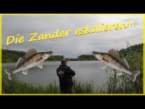 Predator fishing with bait fish: Can I catch a triple and pike, zander, and perch?