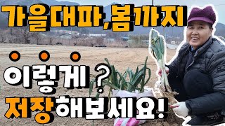 대파 장기저장해서 먹는법 이렇게 해보세요! 대파 저장법 - store green onions