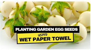 Germinate garden egg seeds using the wet paper towel method: easy & effective