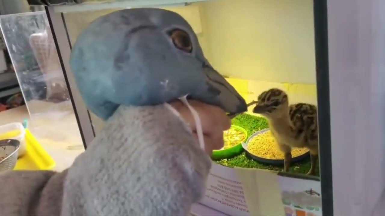 Great Bustard Chick Fed Using Puppet Technique In Spain As Conservation Effort Begins || ViralHog