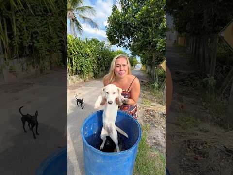 ACHEI UMA CACHORRA NO LIXÃO😭🐶